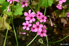 花の集まり