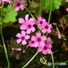 花の集まり