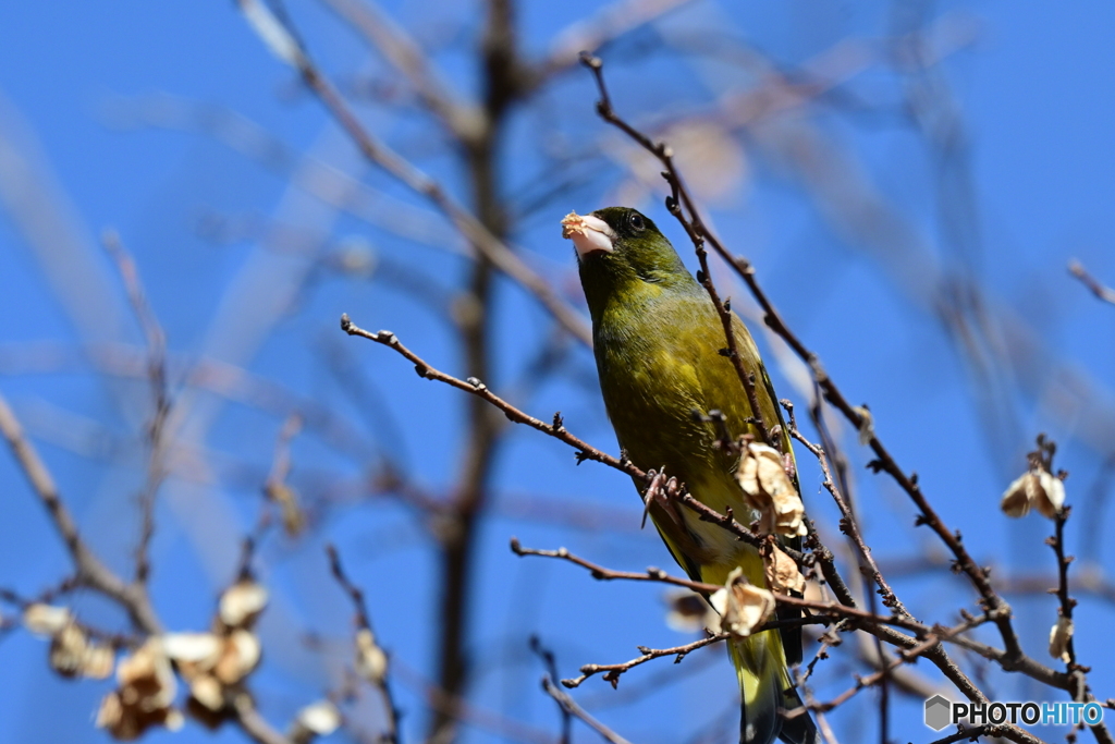 小山内裏公園のカワラヒワ４