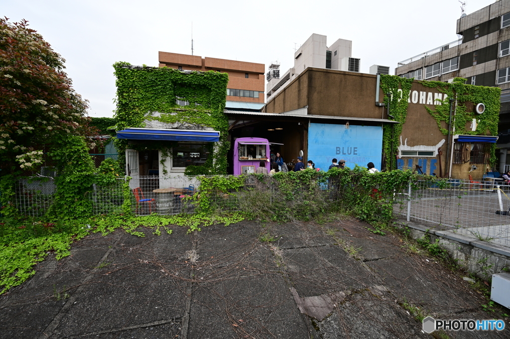キッチンカーと蔦の建物２