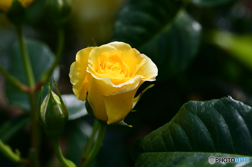 薔薇