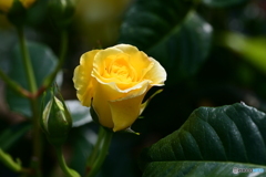 薔薇
