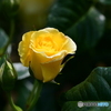 薔薇