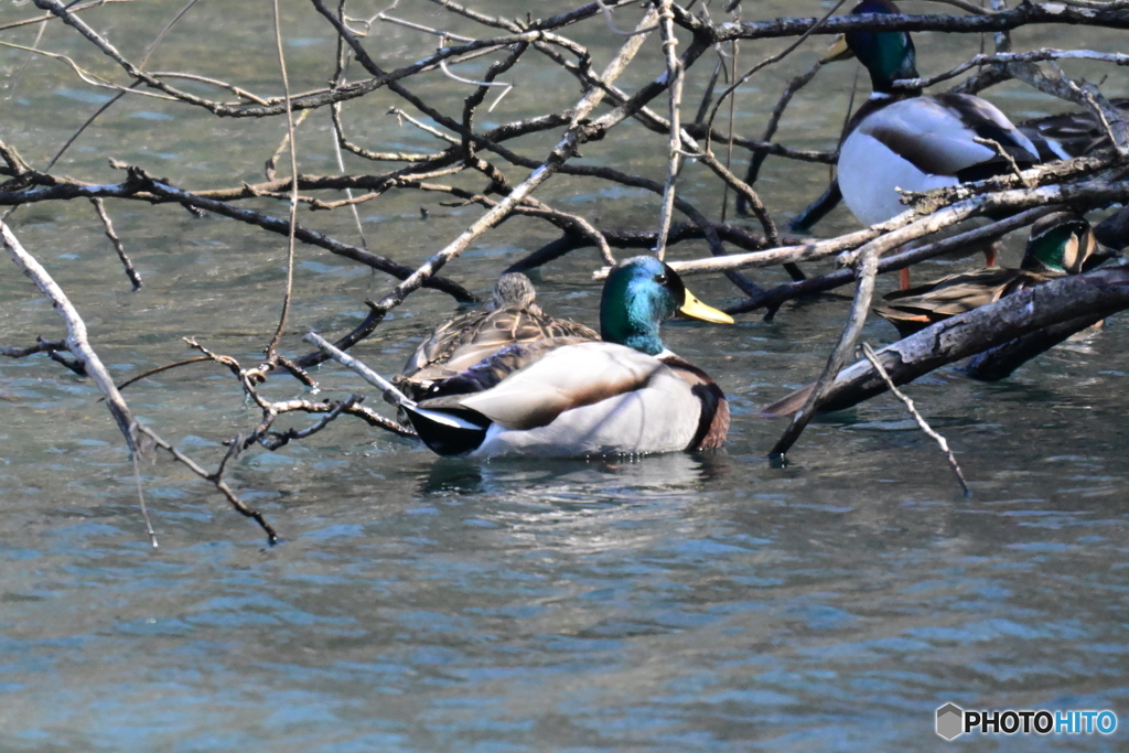 長池公園のマガモ