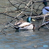 長池公園のマガモ