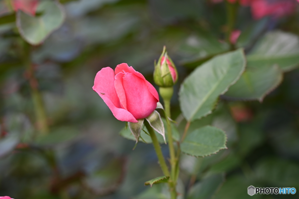 赤い薔薇