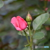 赤い薔薇