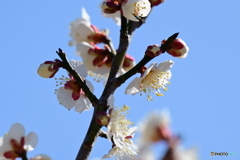 都立小山内裏公園の白梅