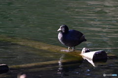 井の頭のオオバン
