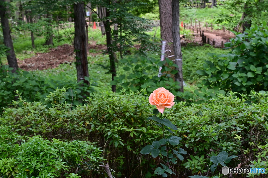 薔薇