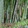 春の竹林１