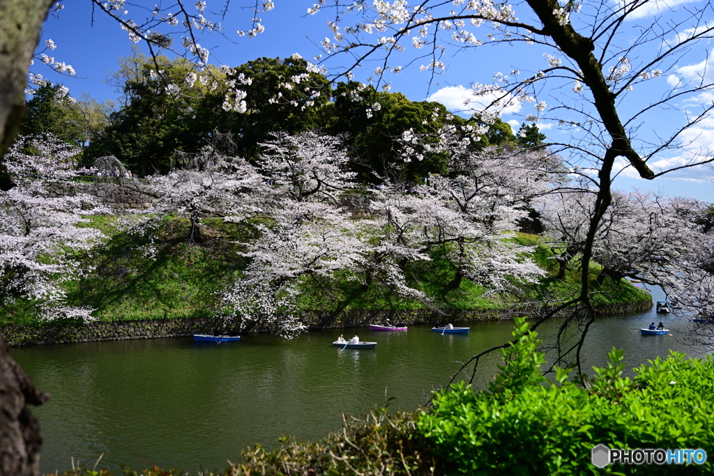 千鳥ヶ淵の桜