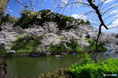 千鳥ヶ淵の桜