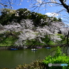 千鳥ヶ淵の桜