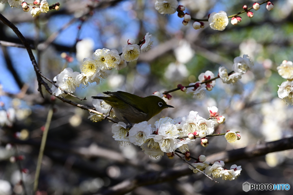 相模原北公園のメジロ