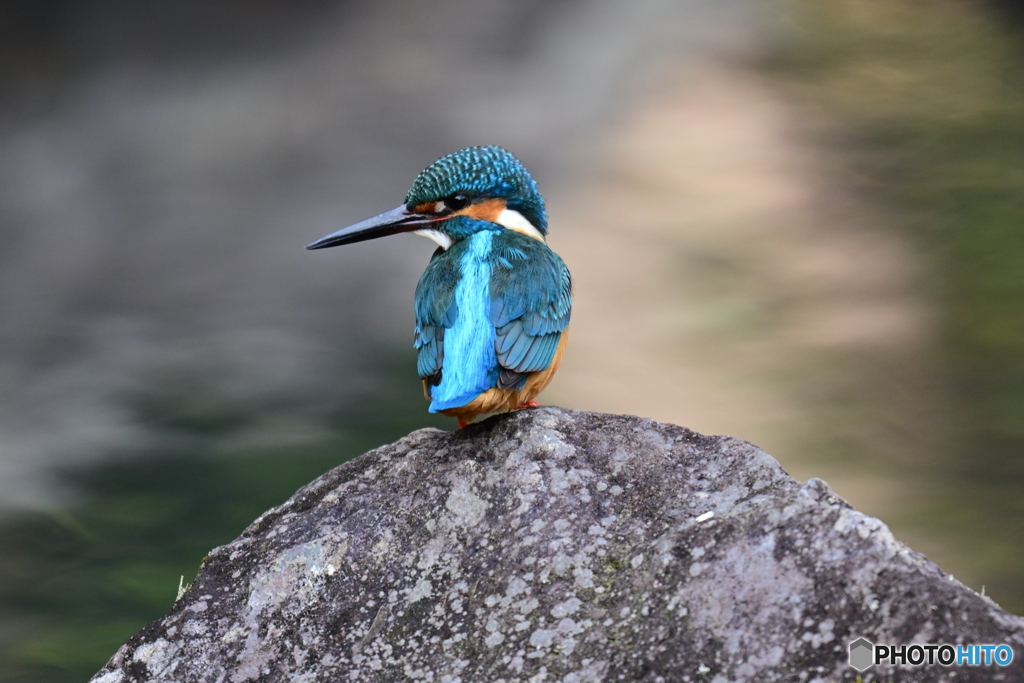 多摩御陵のカワセミ