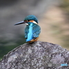 多摩御陵のカワセミ