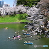 春の千鳥ヶ淵