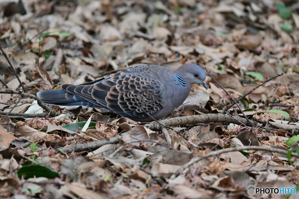 長池公園梅林側の鳩