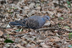 長池公園梅林側の鳩