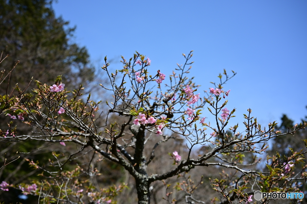 多摩御陵の桜３