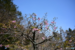 多摩御陵の桜３