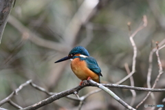 多摩御陵のカワセミ１３