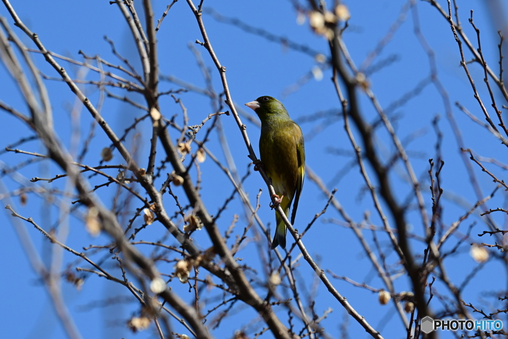 小山内裏公園のカワラヒワ５