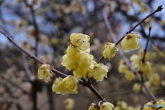 相模原北公園の梅１