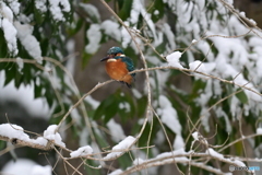 寒い日のカワセミ