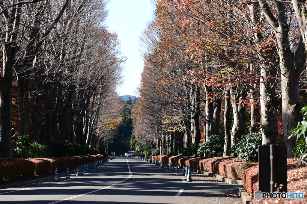 天皇陵参道