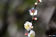 相模原北公園の梅６