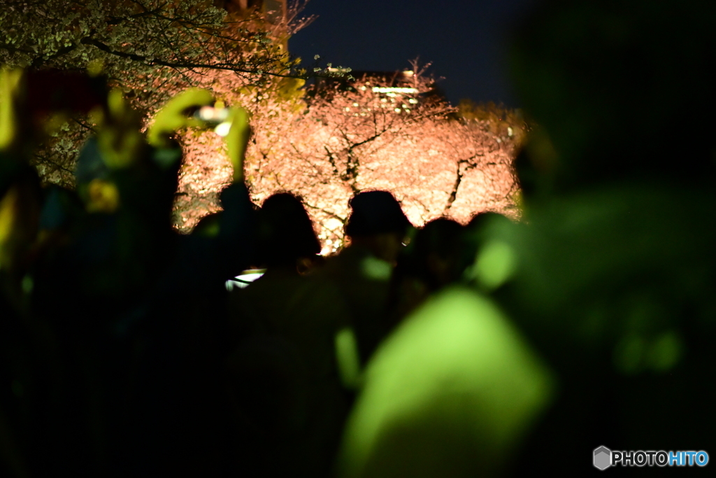 夜桜見物
