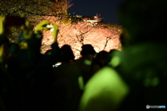 夜桜見物