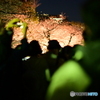 夜桜見物