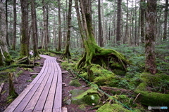白駒池への木道