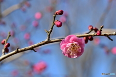 相模原北公園の梅５