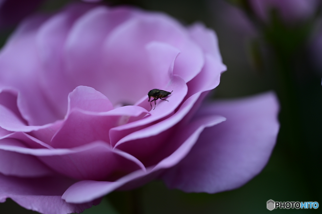 薔薇