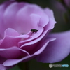 薔薇