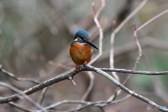 多摩御陵のカワセミ８