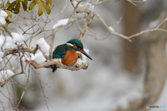 雪の日のカワセミ