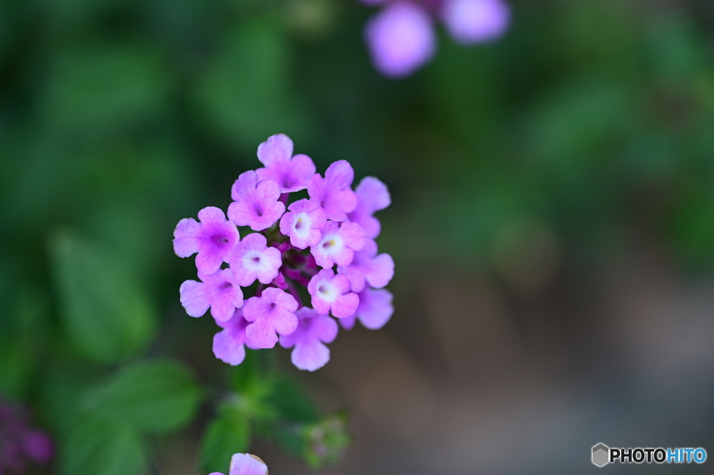 ピンクの花