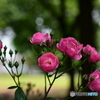 薔薇