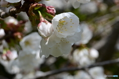 さくら花開く４