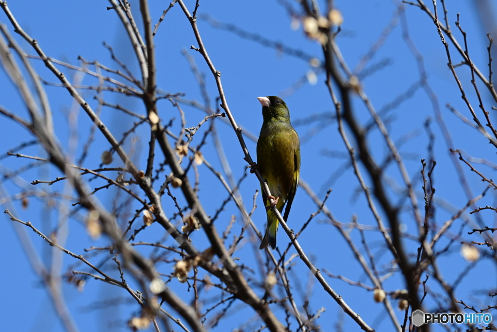 小山内裏公園のカワラヒワ６