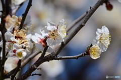 都立小山内裏公園の白梅２