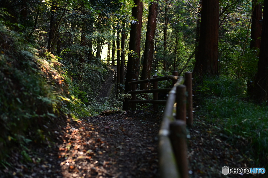 木漏れ日の山道