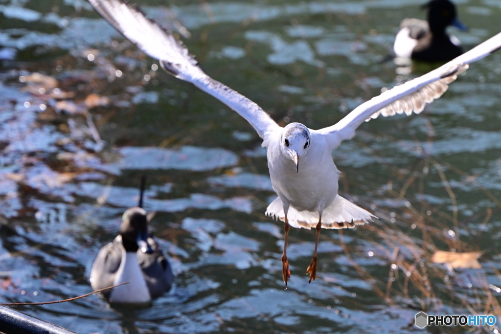 不忍池のユリカモメ離水