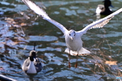 不忍池のユリカモメ離水