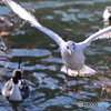 不忍池のユリカモメ離水